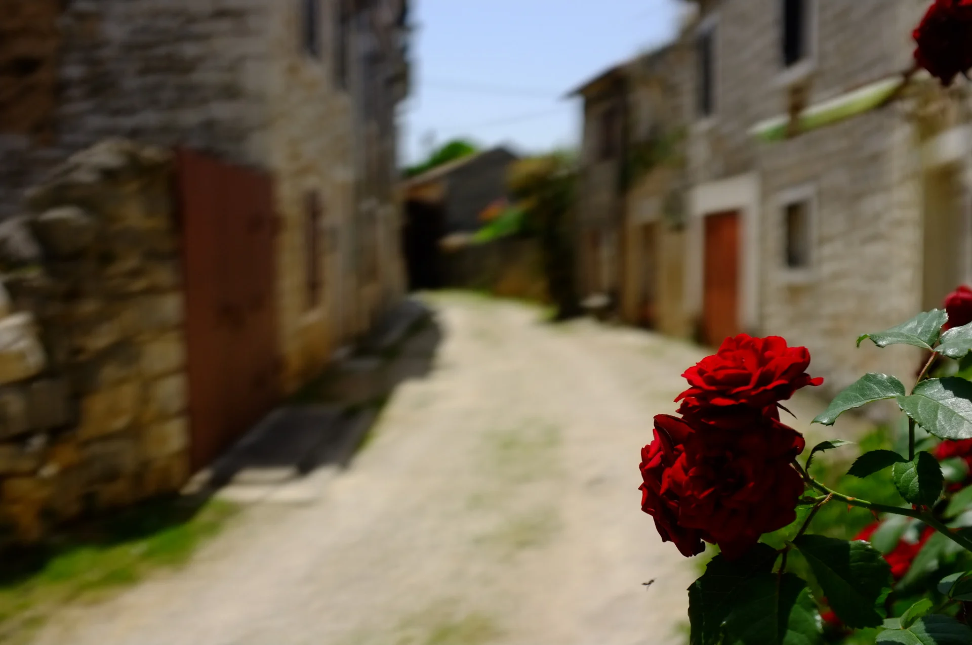 Roses and a stone lane in Sveti Lovreč